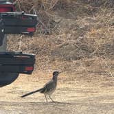 Review photo of Rio Grande Village Group Campground — Big Bend National Park by Diane M., January 29, 2025