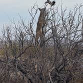 Review photo of Rio Grande Village Group Campground — Big Bend National Park by Diane M., January 29, 2025