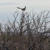 Review photo of Rio Grande Village Group Campground — Big Bend National Park by Diane M., January 29, 2025