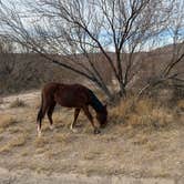 Review photo of Rio Grande Village Group Campground — Big Bend National Park by Diane M., January 29, 2025