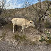 Review photo of Rio Grande Village Group Campground — Big Bend National Park by Diane M., January 29, 2025