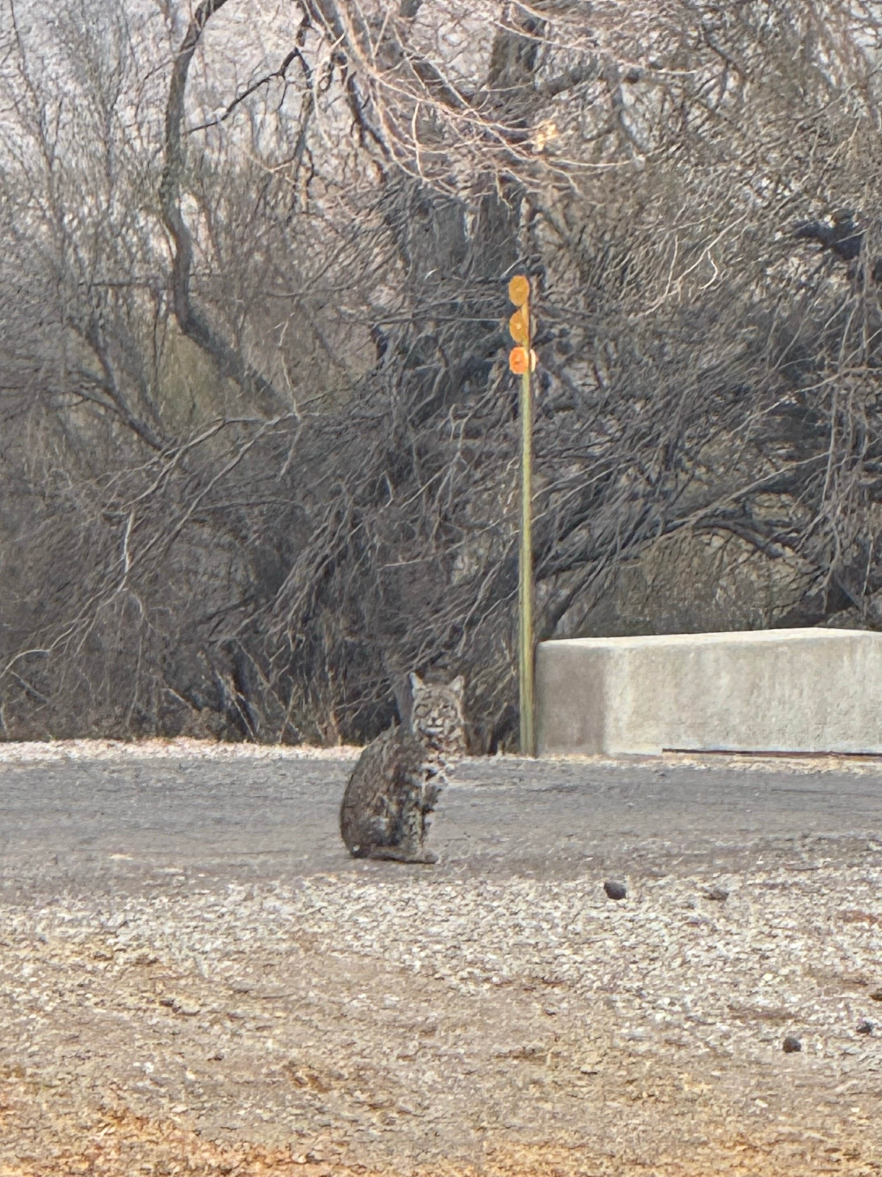 Diane M.'s photo of camping with pets at Rio Grande Village Group Campground — Big Bend National Park near Big Bend National Park
