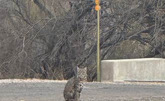 Diane M.'s photo of camping with pets at Rio Grande Village Group Campground — Big Bend National Park near Big Bend National Park