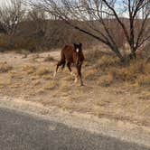 Review photo of Rio Grande Village Group Campground — Big Bend National Park by Diane M., January 29, 2025