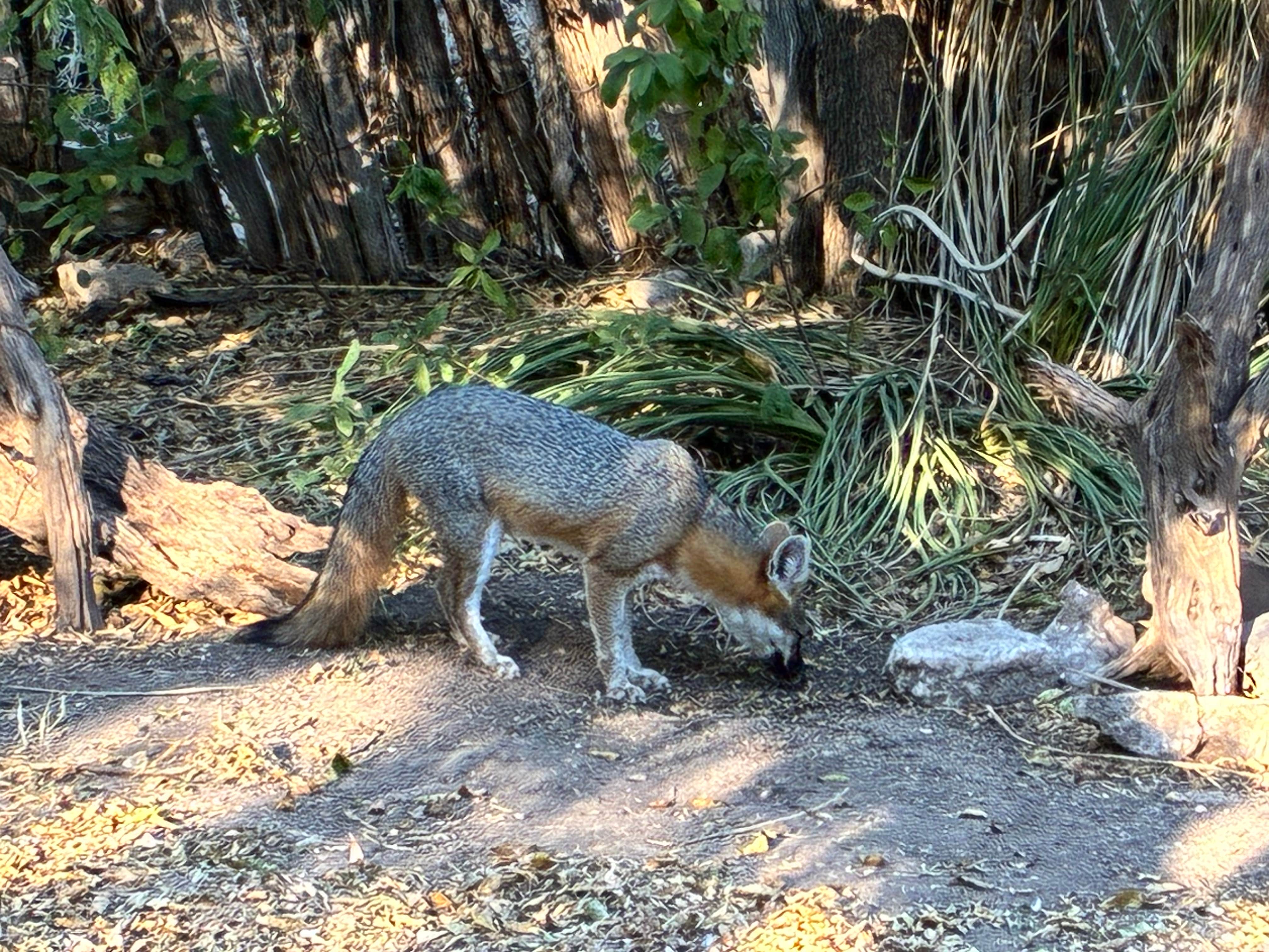 Lisa M.'s photo of camping with pets at South Llano River State Park Campground near Mountain Home, TX
