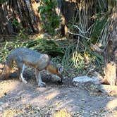 Review photo of South Llano River State Park Campground by Lisa M., October 20, 2025