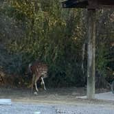 Review photo of South Llano River State Park Campground by Lisa M., October 20, 2025