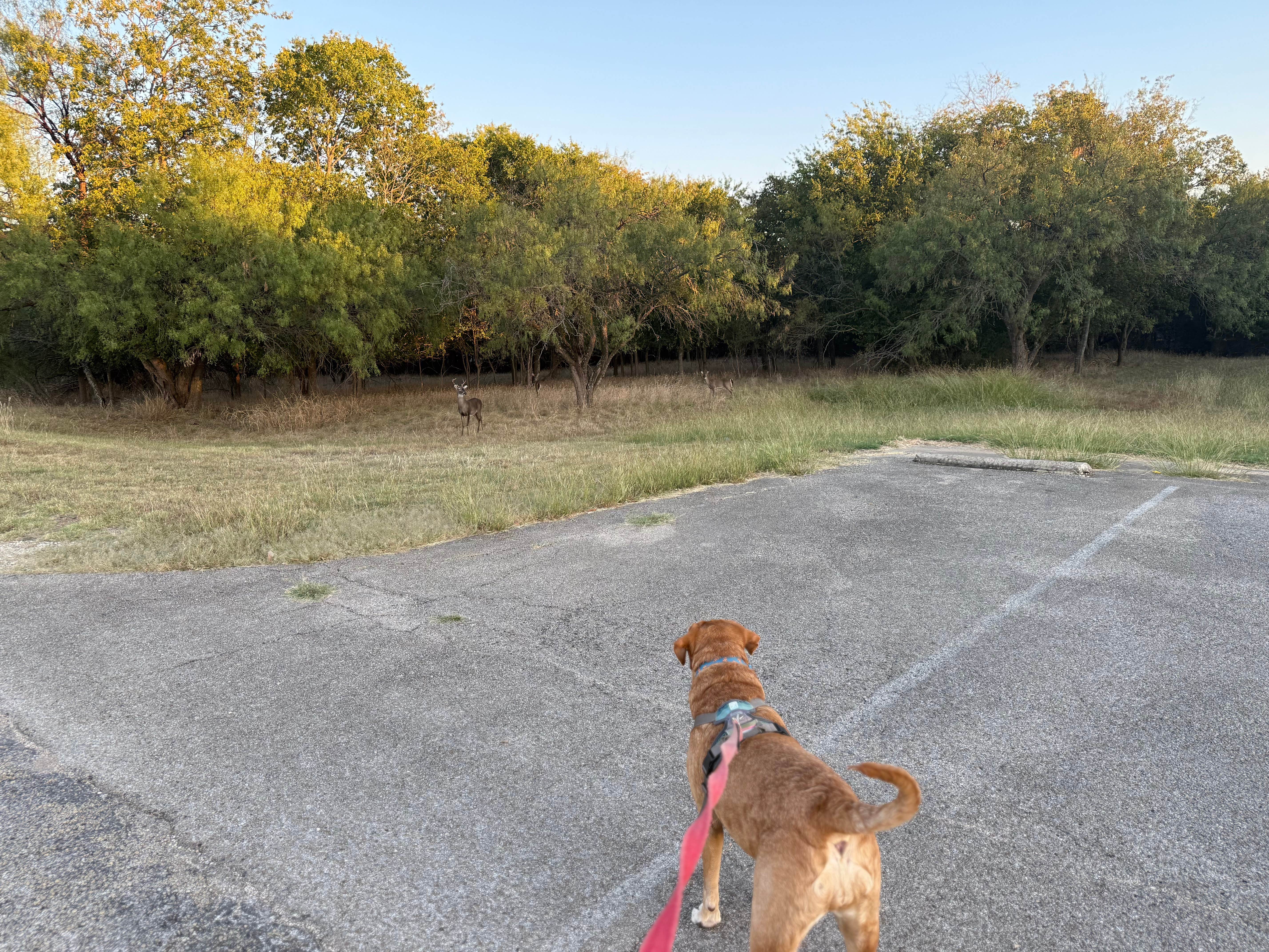 Jim P.'s photo of camping with pets at Speegleville Park near Belton Lake