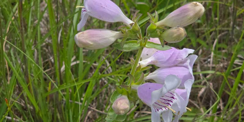 Camper submitted image from Taylor