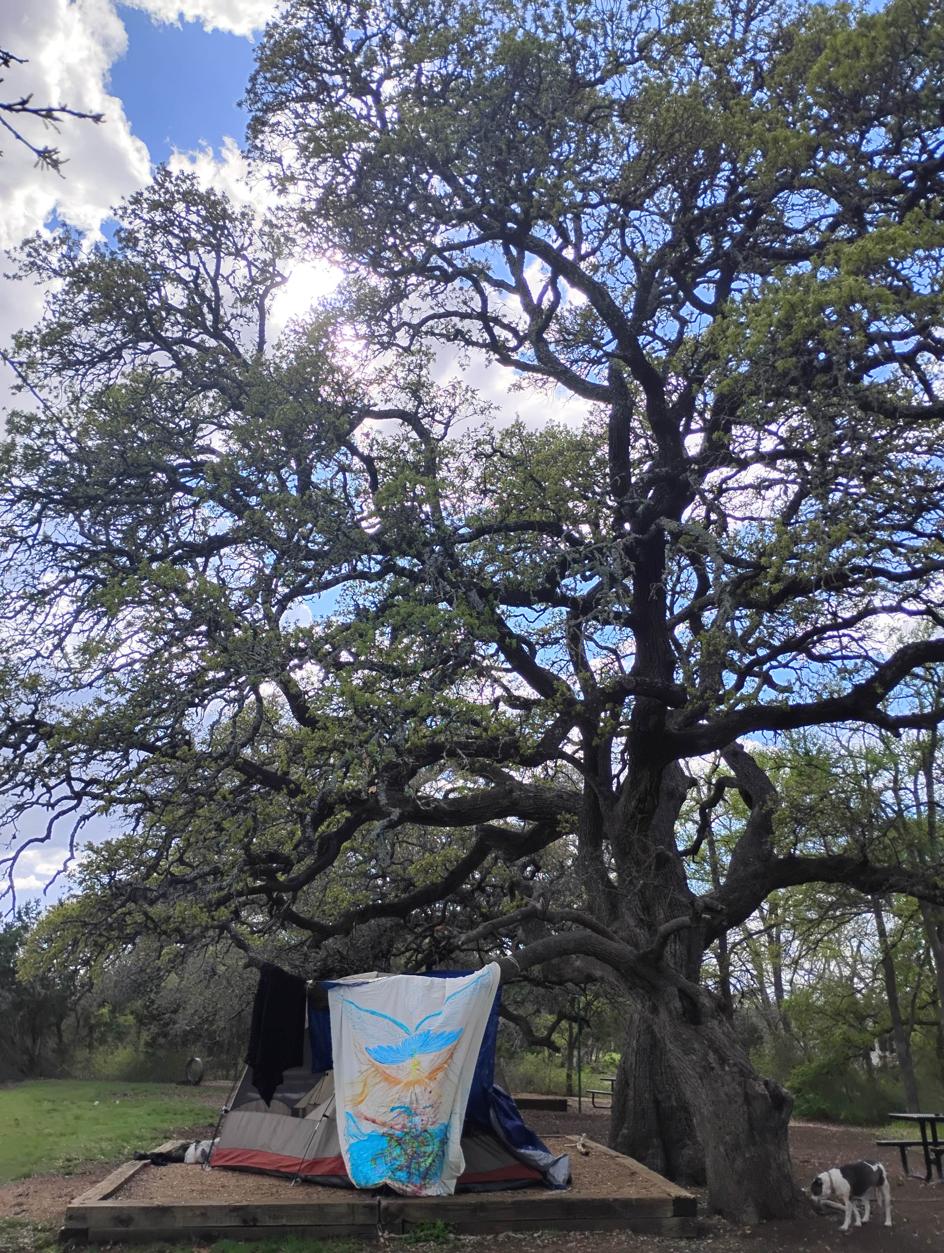Julie K.'s photo of tent camping at Tejas Park near Austin, TX