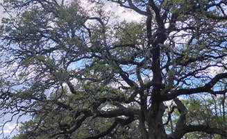 Julie K.'s photo of tent camping at Tejas Park near Kingsland, TX