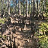 Review photo of Village Creek State Park Campground by Lisa M., October 14, 2025