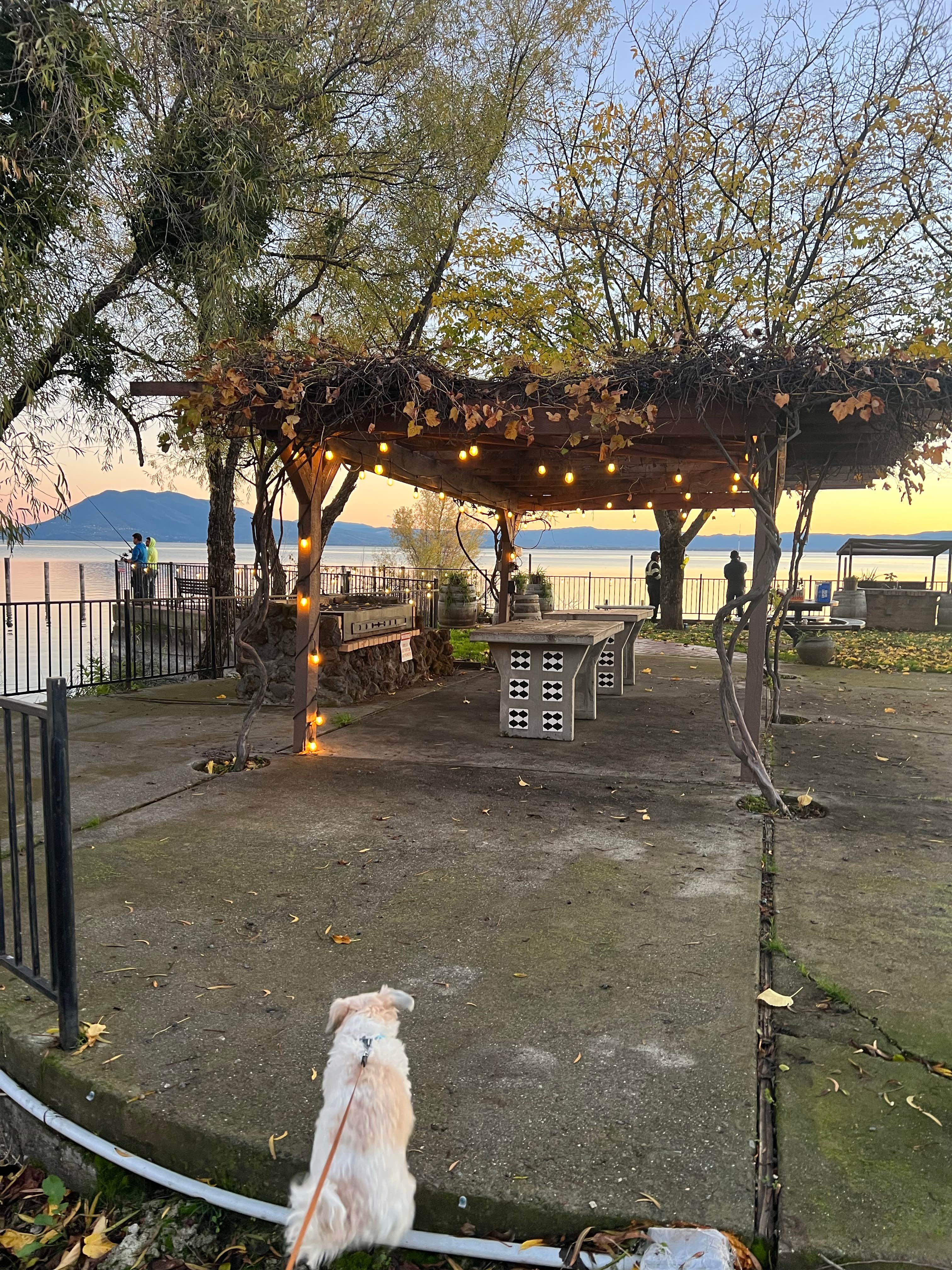 Carly B.'s photo of camping with pets at The Aurora RV Park & Marina near Mendocino Lake