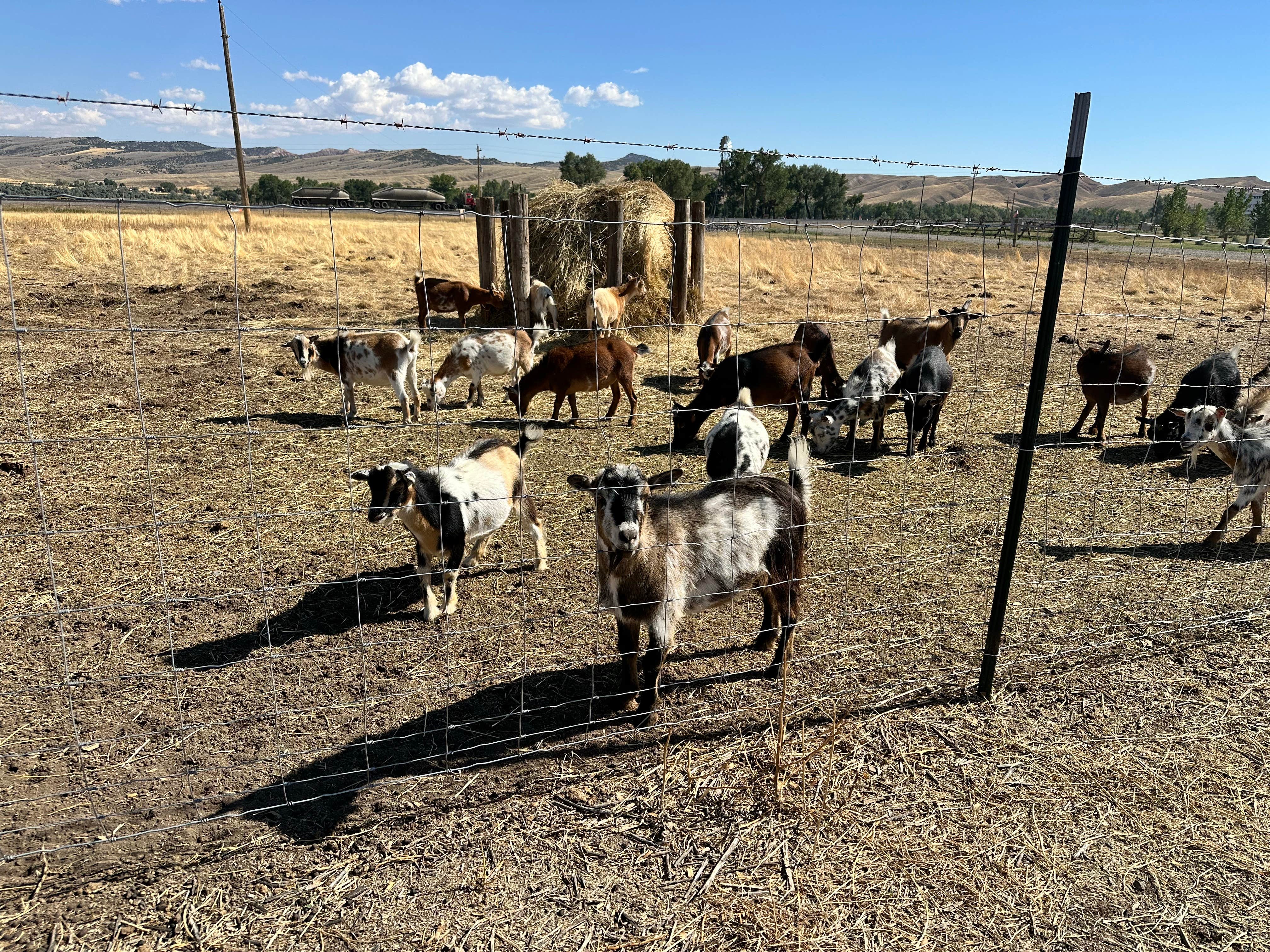 Camper-submitted photo at The Crippled Spider Campground near Lysite, WY