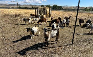 Amy A.'s photo of camping with pets at The Crippled Spider Campground near Lysite, WY