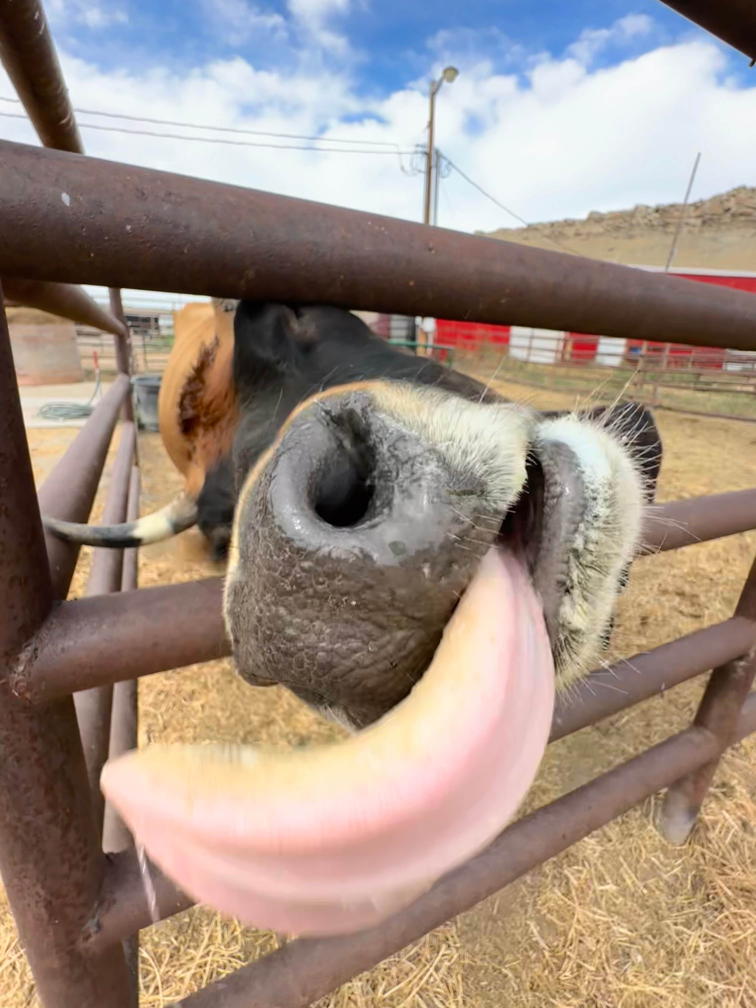Camper-submitted photo at The Crippled Spider Campground near Lysite, WY