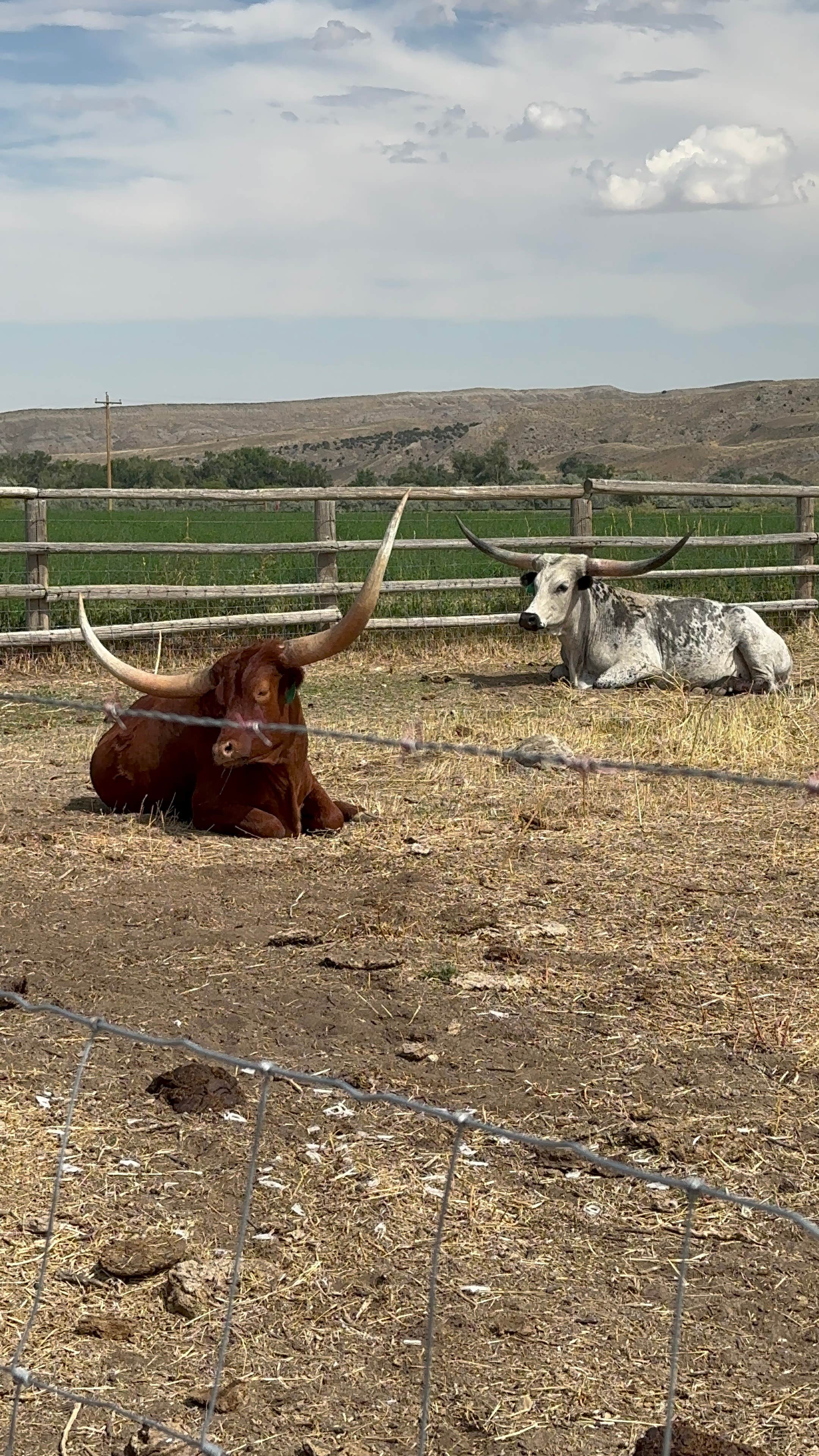 Camper-submitted photo at The Crippled Spider Campground near Lysite, WY