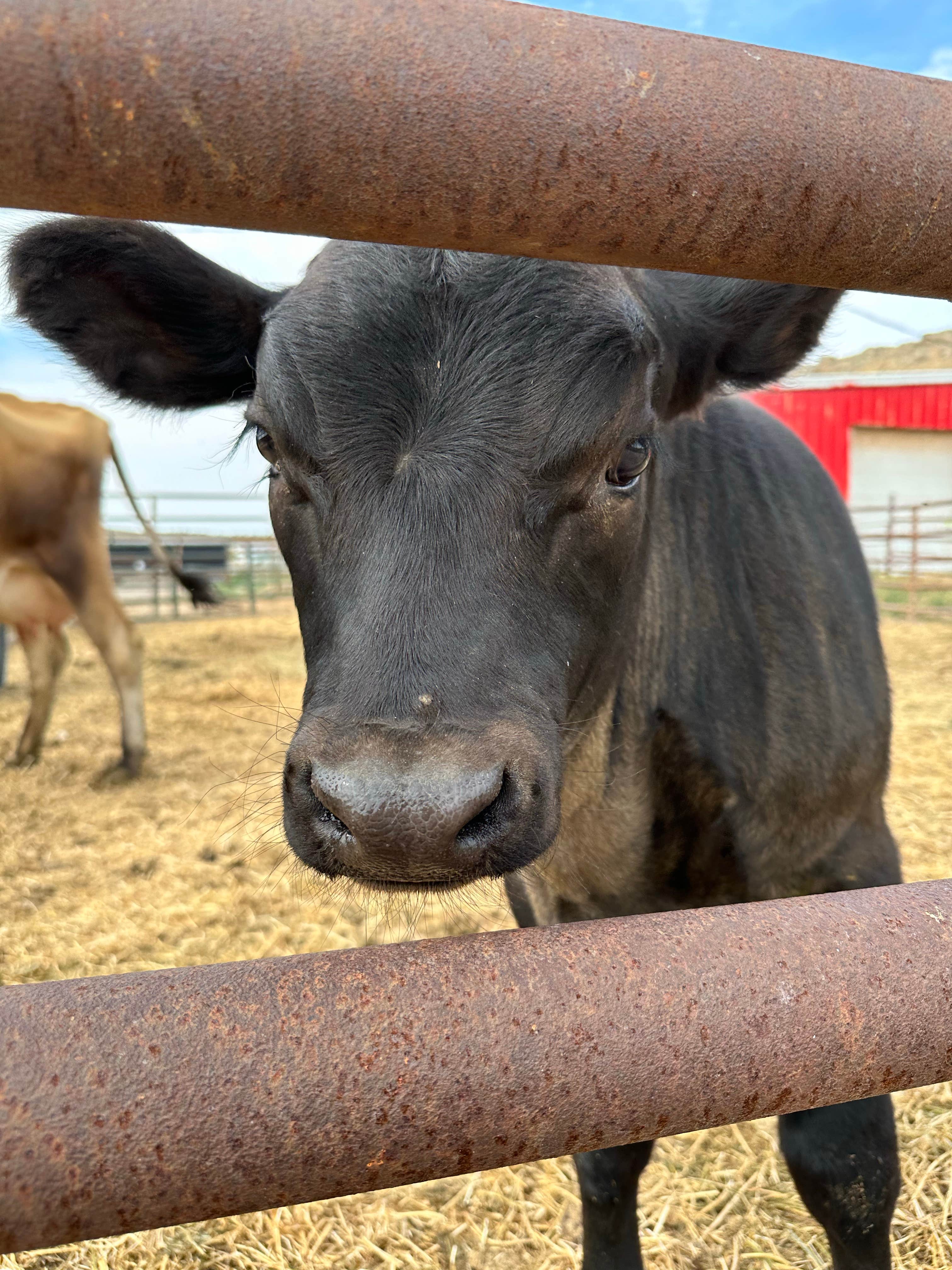 Camper-submitted photo at The Crippled Spider Campground near Lysite, WY