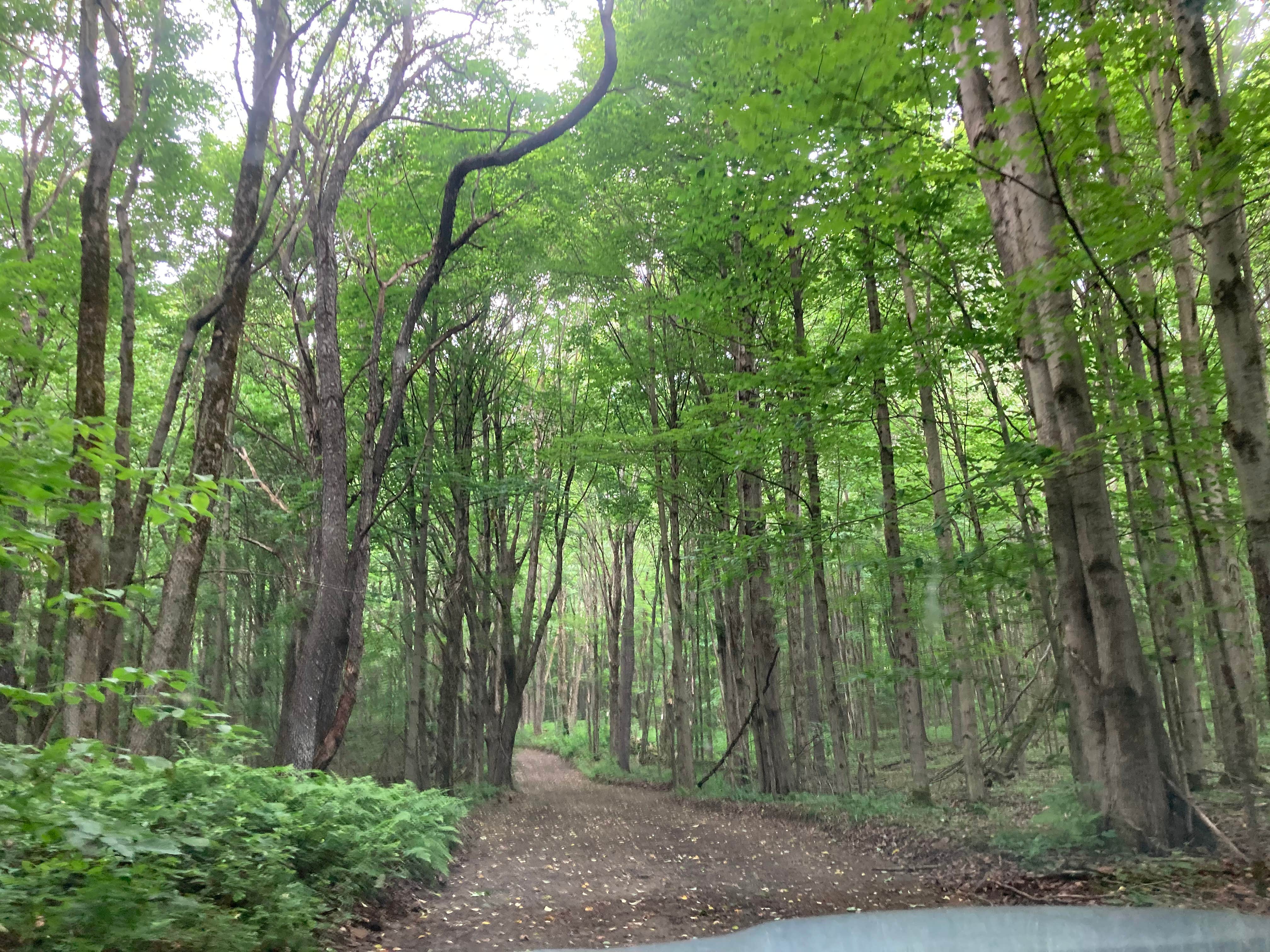 Camper-submitted photo at Pharsalia Woods State Forest Dispersed near Syracuse, NY