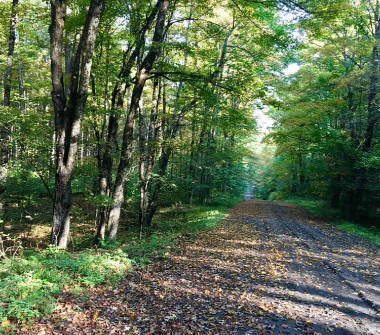Camper-submitted photo at Pharsalia Woods State Forest Dispersed near Syracuse, NY