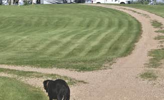 Tia L.'s photo of camping with pets at The Haven Campground in North Dakota