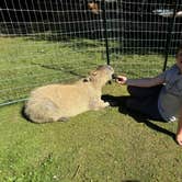 Review photo of The Healing Farm by L M., July 27, 2025