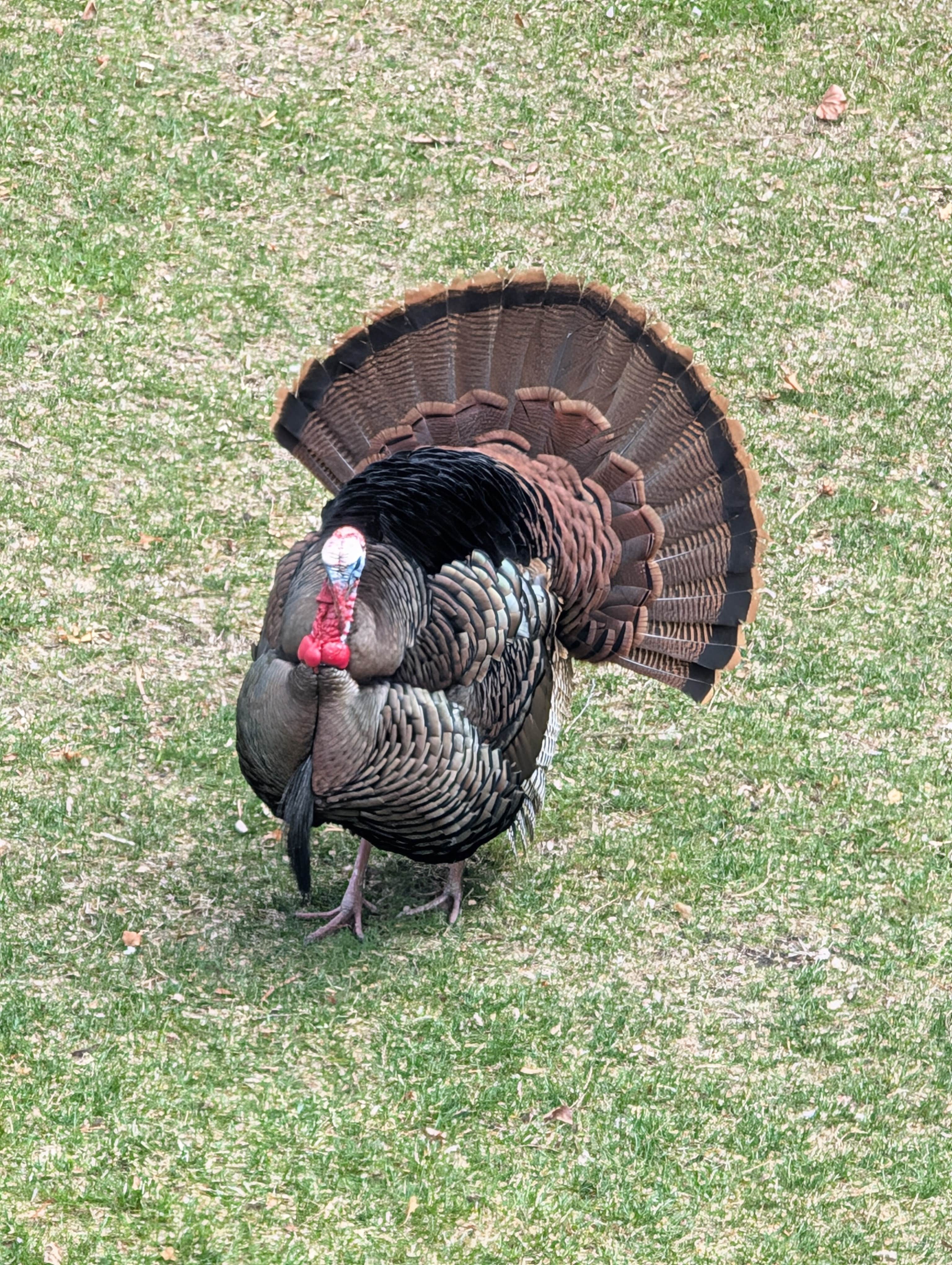 Camper-submitted photo at The Homestead at Ottertail RV Park and Resort near Garfield, MN