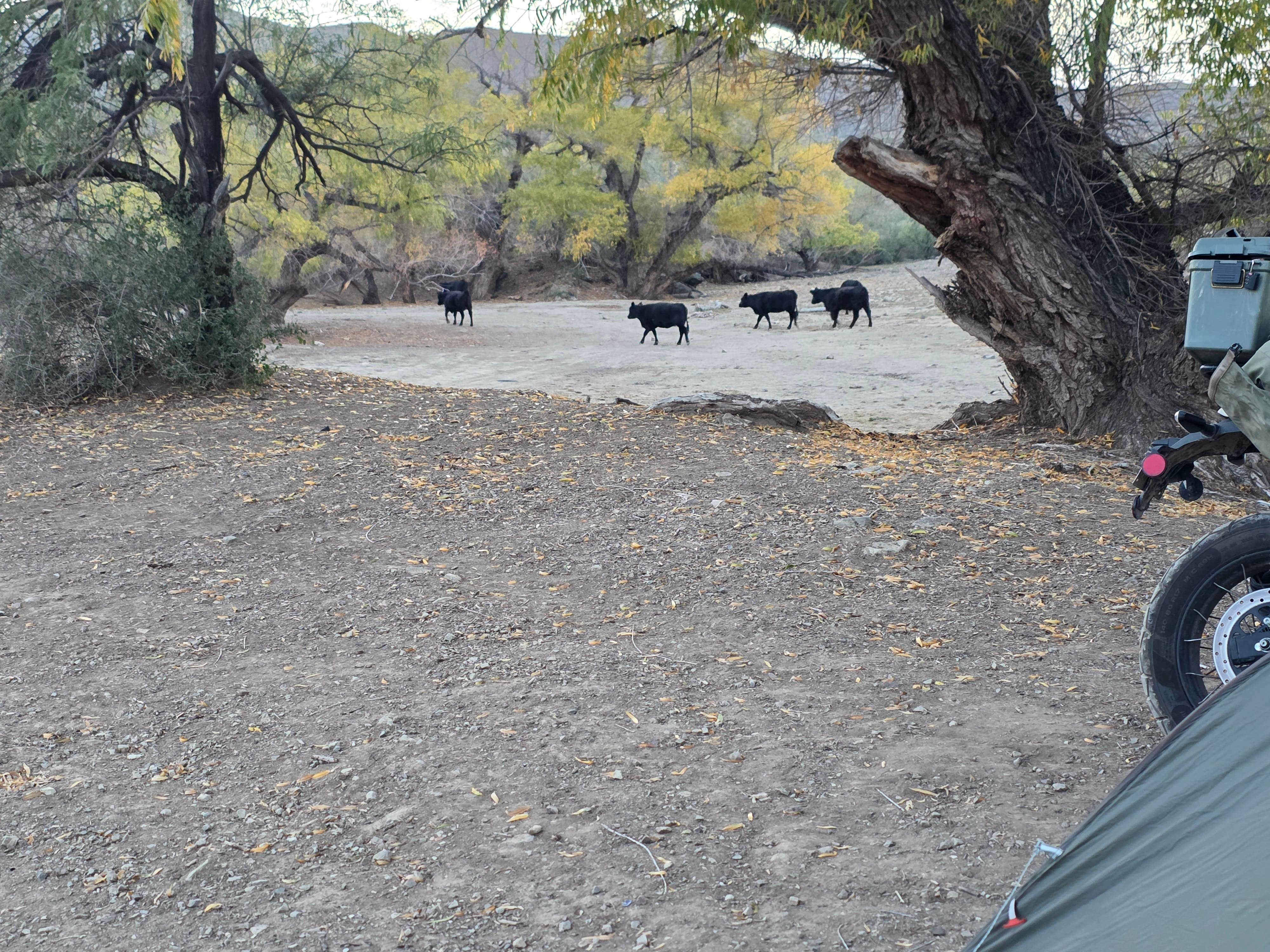 Camper-submitted photo at The Lake - Dispersed Camping near Tucson, AZ