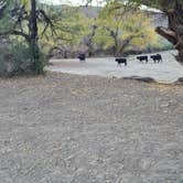 Review photo of The Lake - Dispersed Camping by John C., December 15, 2025