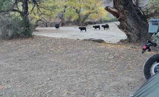 John C.'s photo of camping with pets at The Lake - Dispersed Camping near Benson, AZ