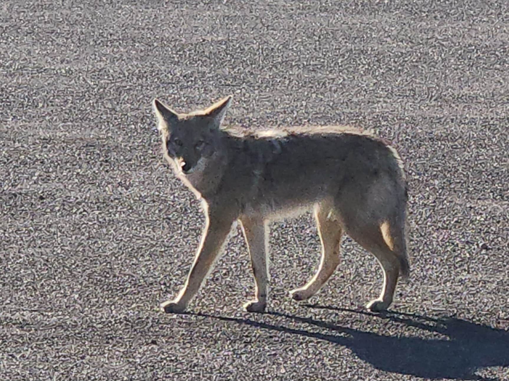 Amilyn W.'s photo of camping with pets at The New Pioneer Hotel and Casino near Searchlight, NV