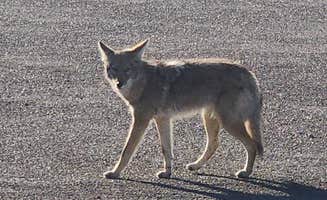Amilyn W.'s photo of camping with pets at The New Pioneer Hotel and Casino near Laughlin, NV