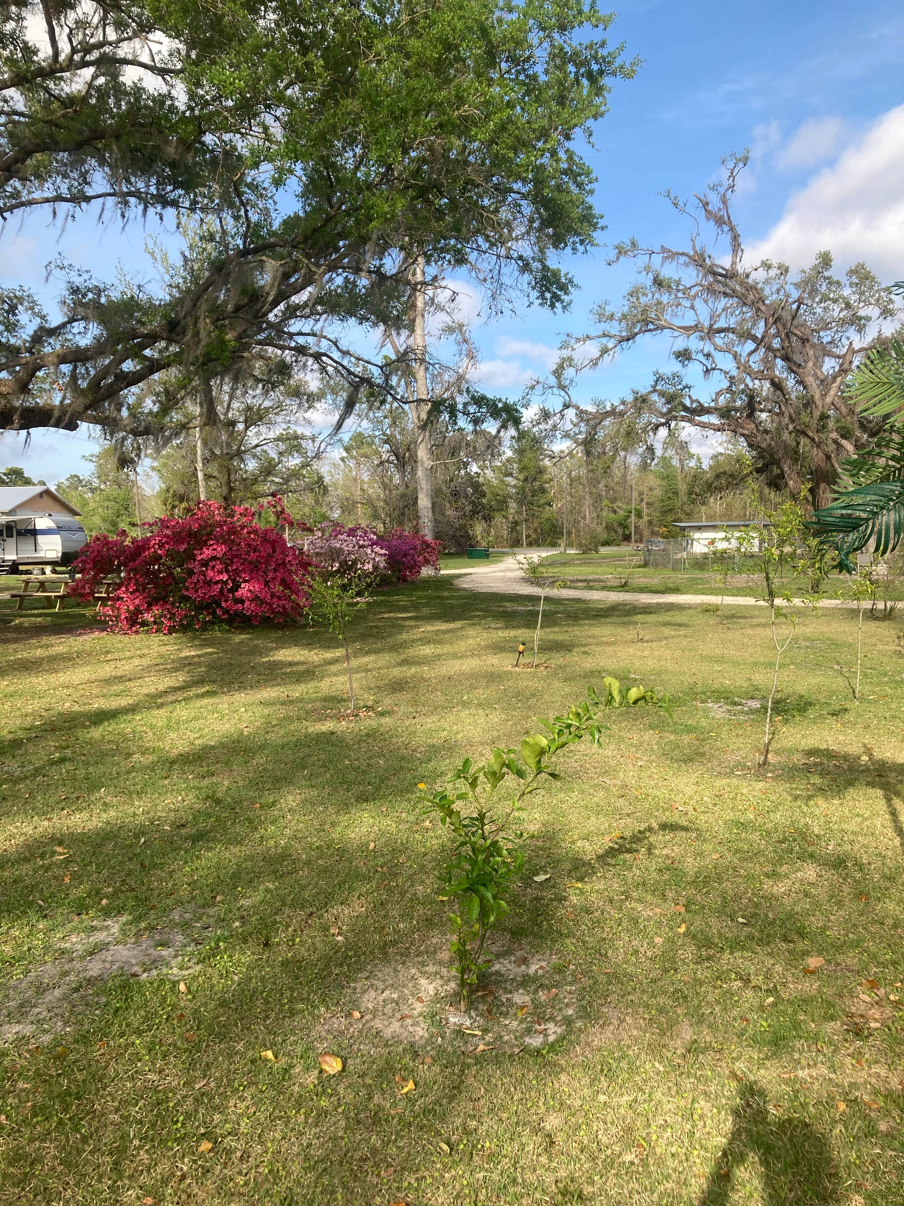 Camping near Rocky's Campground: The Oaks RV Park LLC, Mayo, Florida