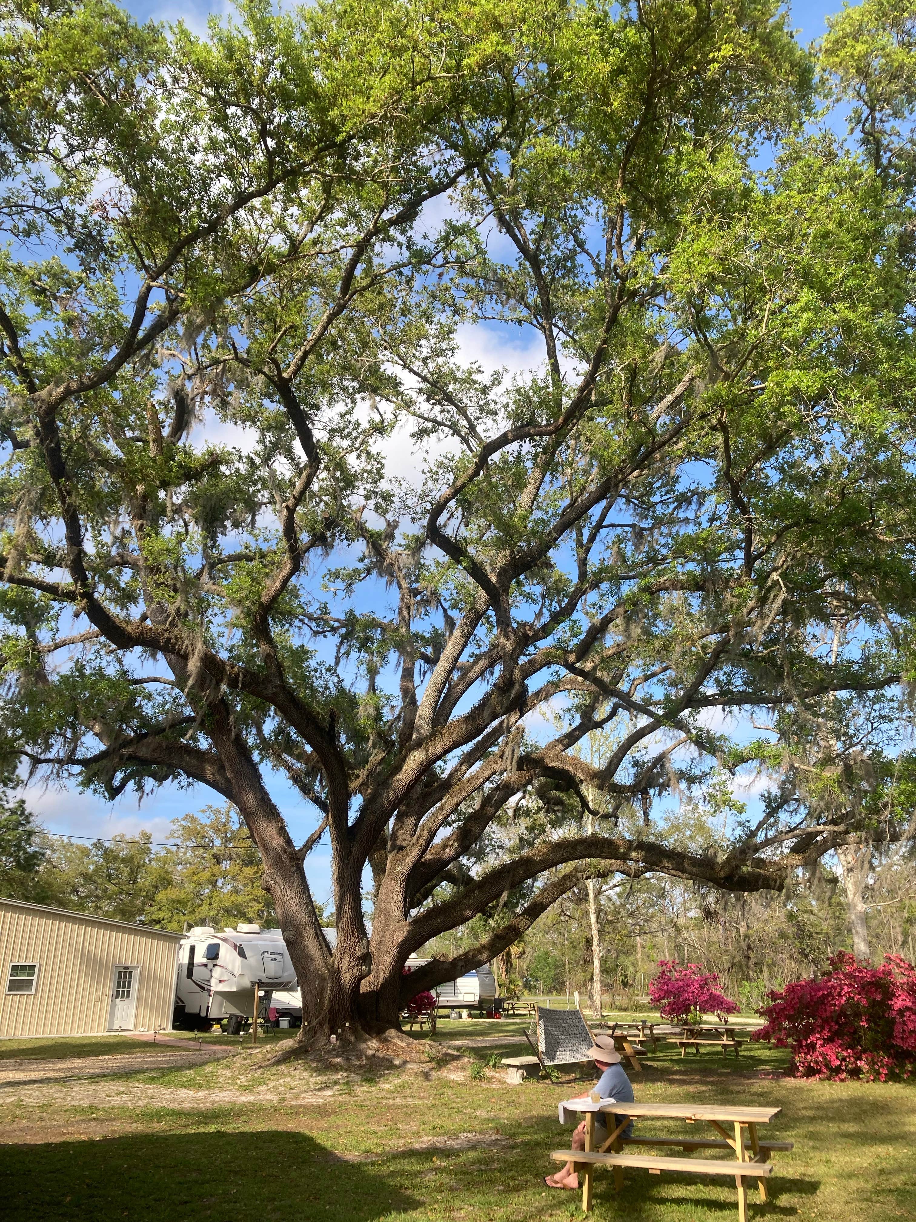Camper-submitted photo at The Oaks RV Park LLC near Wacissa, FL