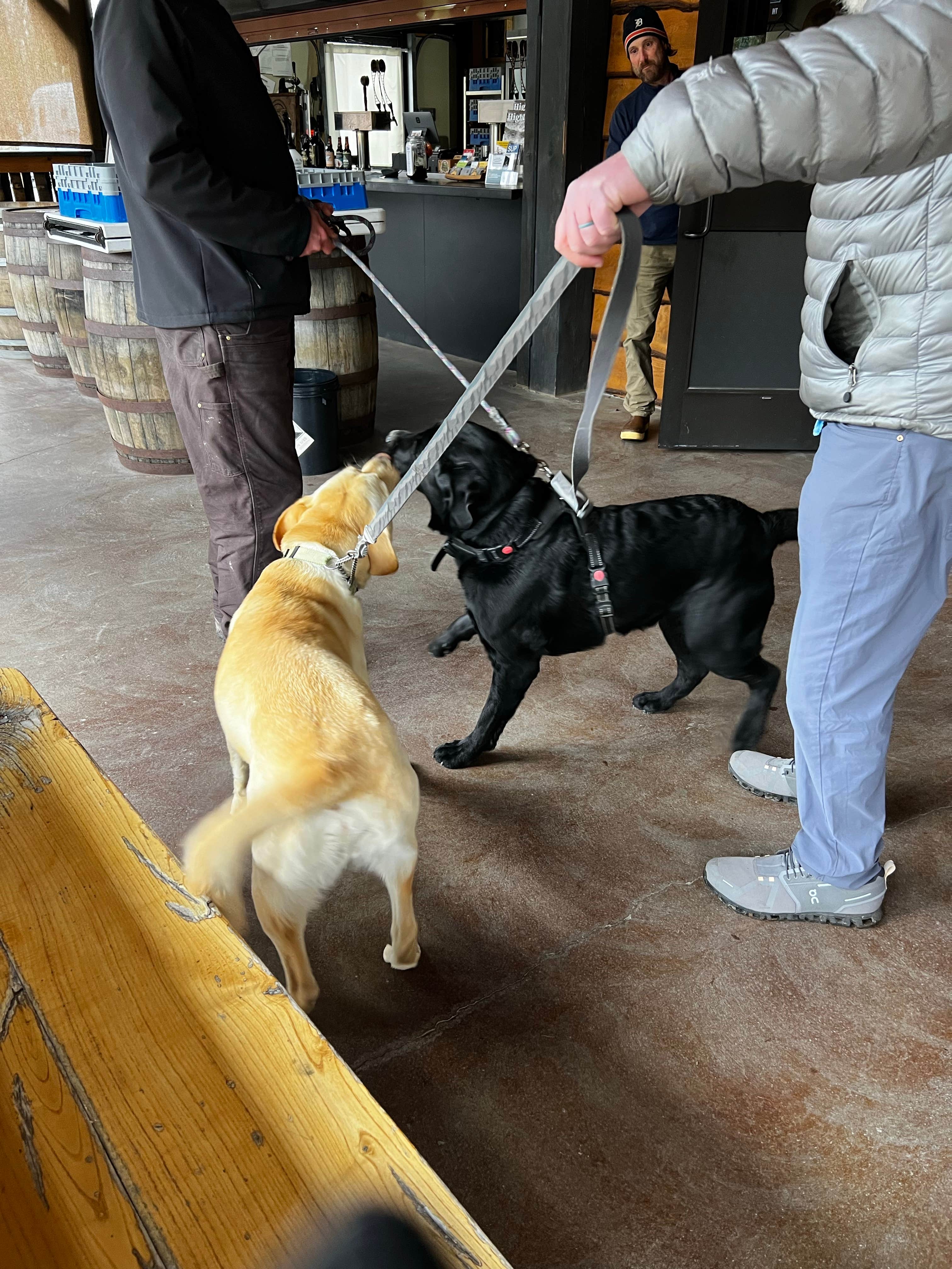 Jennifer N.'s photo of camping with pets at The Outpost at New River Gourge near Fayetteville, WV