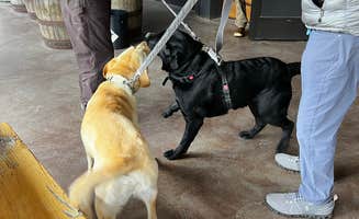 Jennifer N.'s photo of camping with pets at The Outpost at New River Gourge near South Charleston, WV