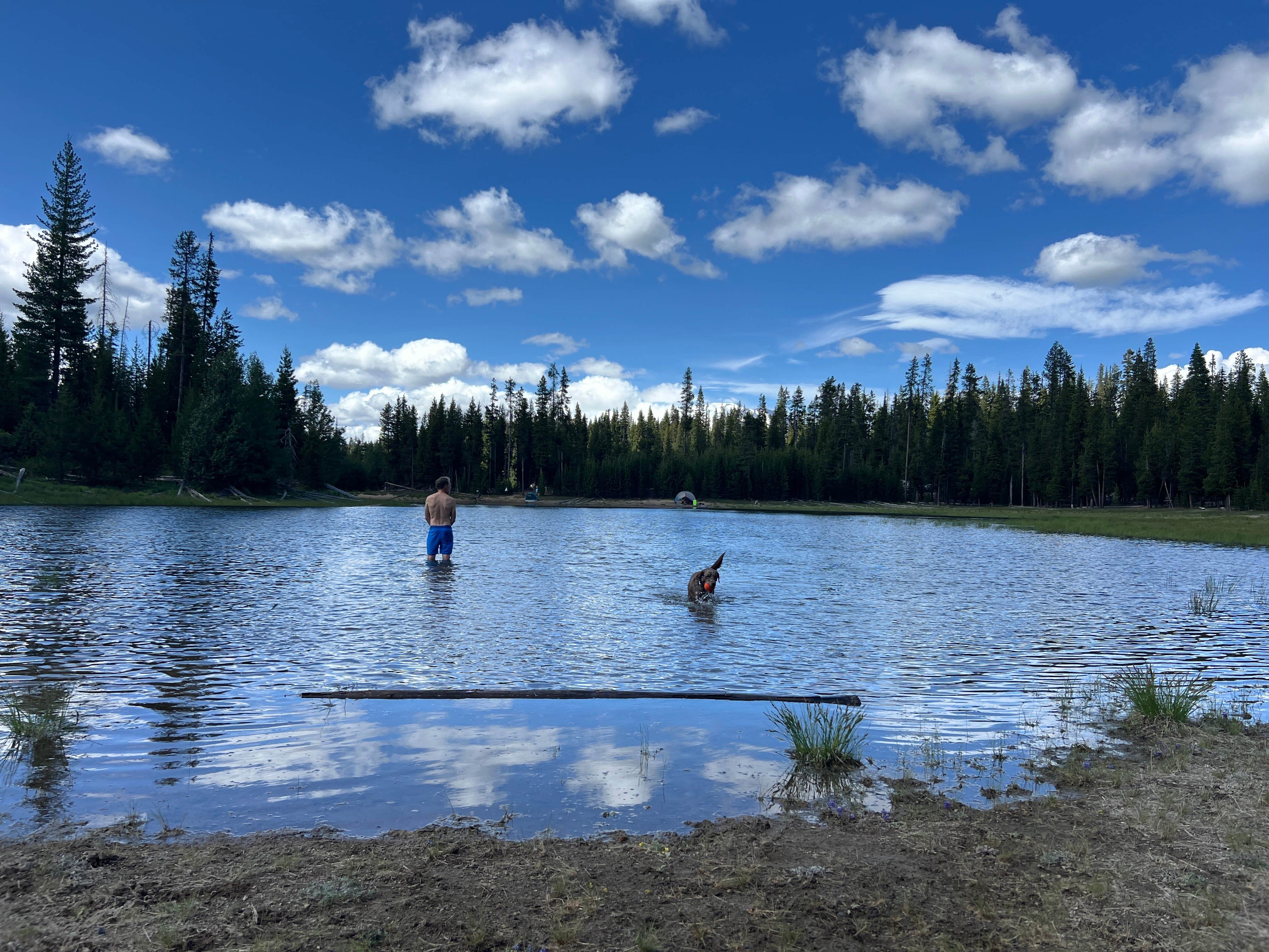 Katie C.'s photo of camping with pets at The Point - Elk Lake near Willamette National Forest