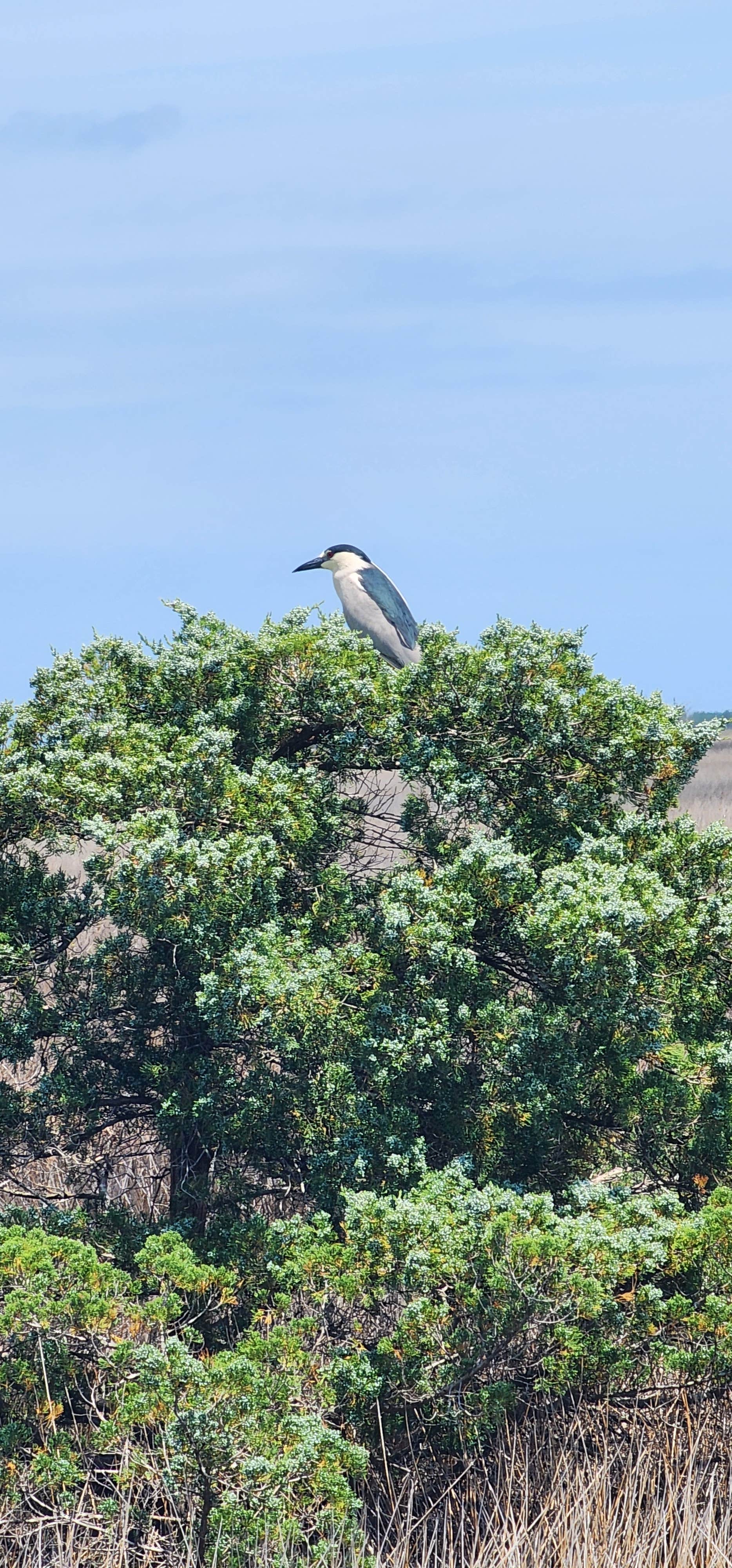 Camper-submitted photo at The Refuge on Roanoke Island near Rodanthe, NC