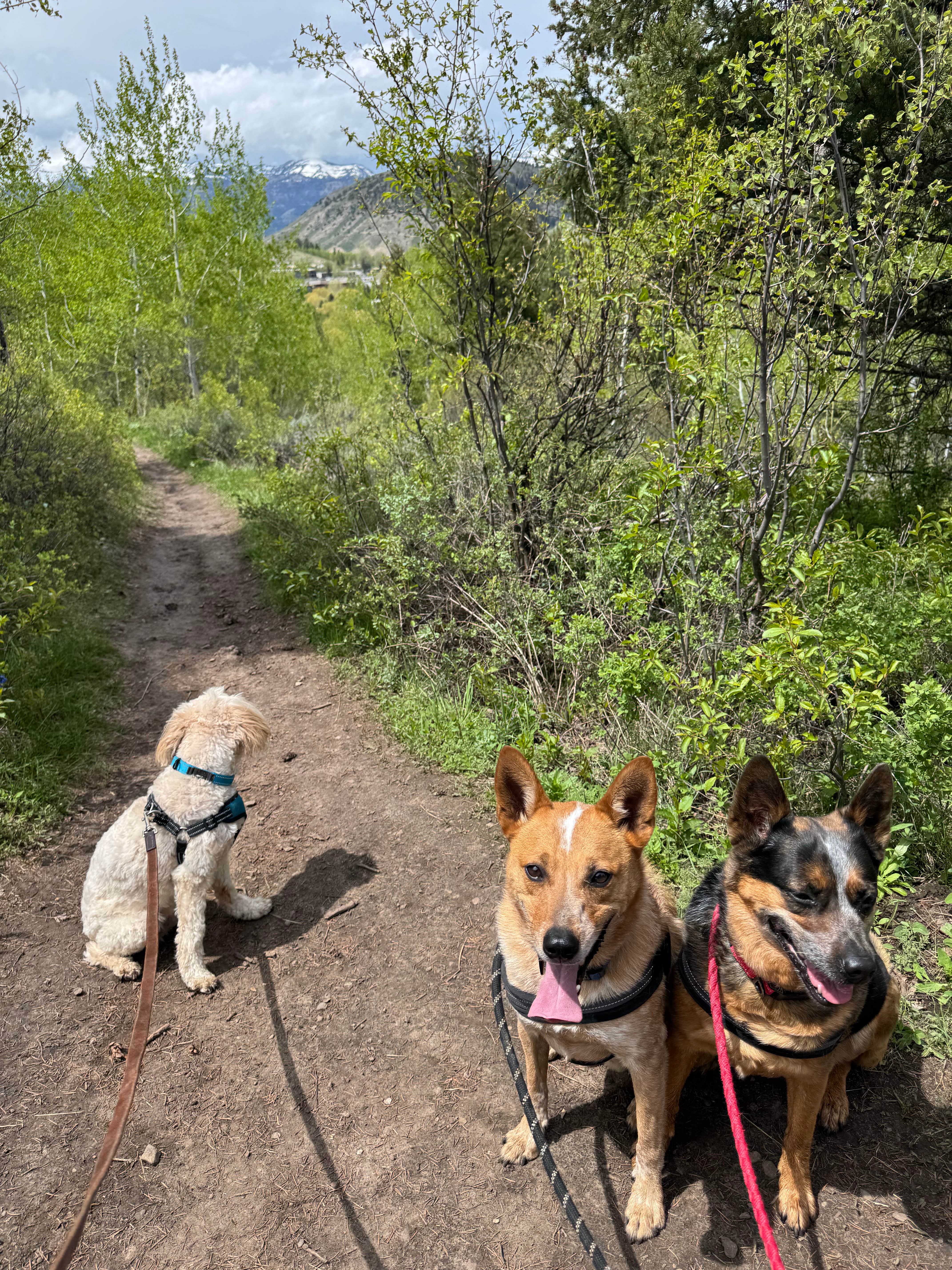 Ted N.'s photo of camping with pets at Virginian RV Park near Jackson, WY