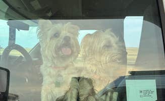 Molly W.'s photo of camping with pets at Buffalo Gap Dispersed Camping near Philip, SD