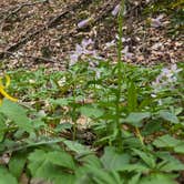 Review photo of The West Woods by Zachary A., April 23, 2025