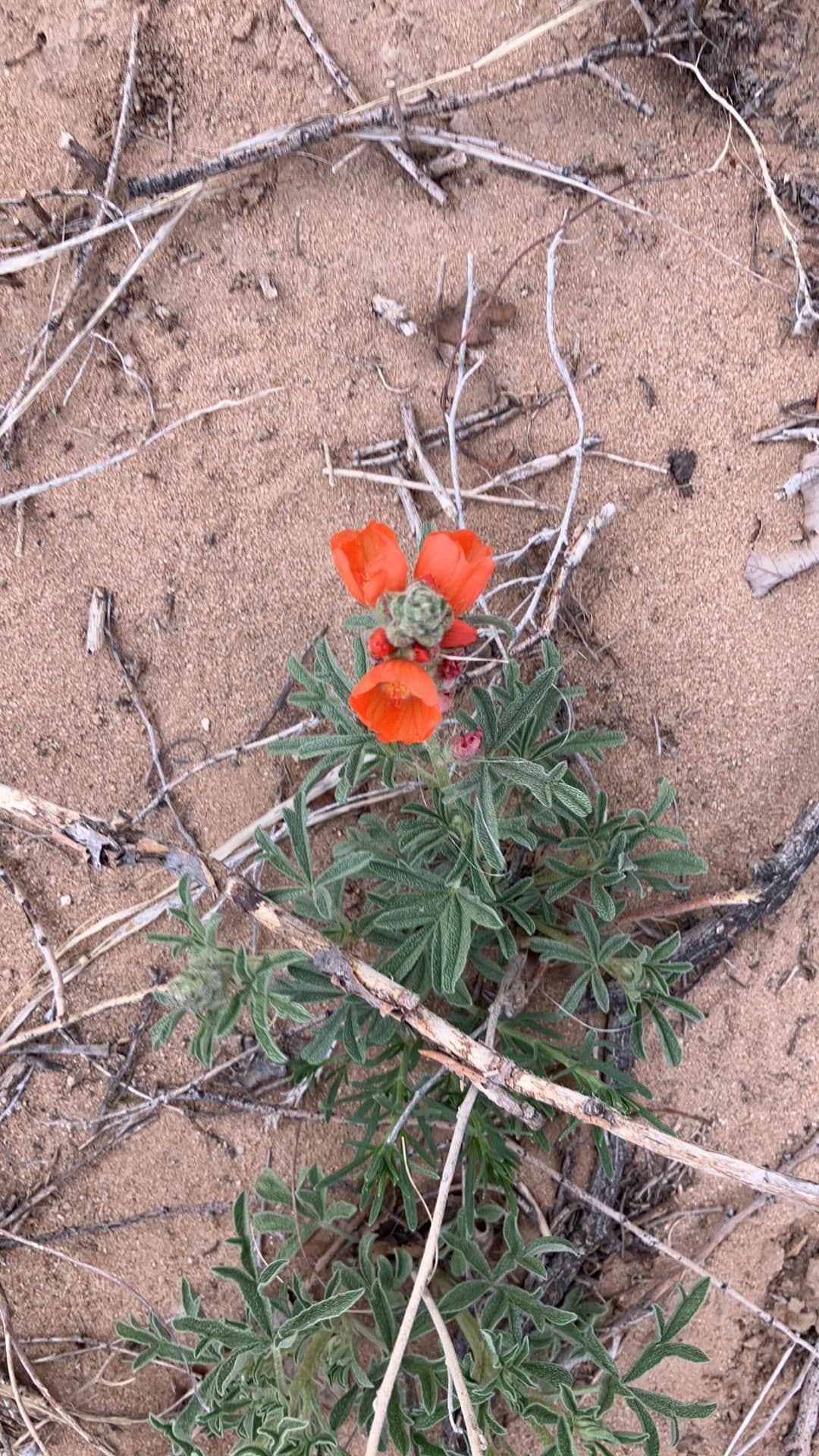 Camper-submitted photo at Thompson Grove Boondocking near Boise City, OK