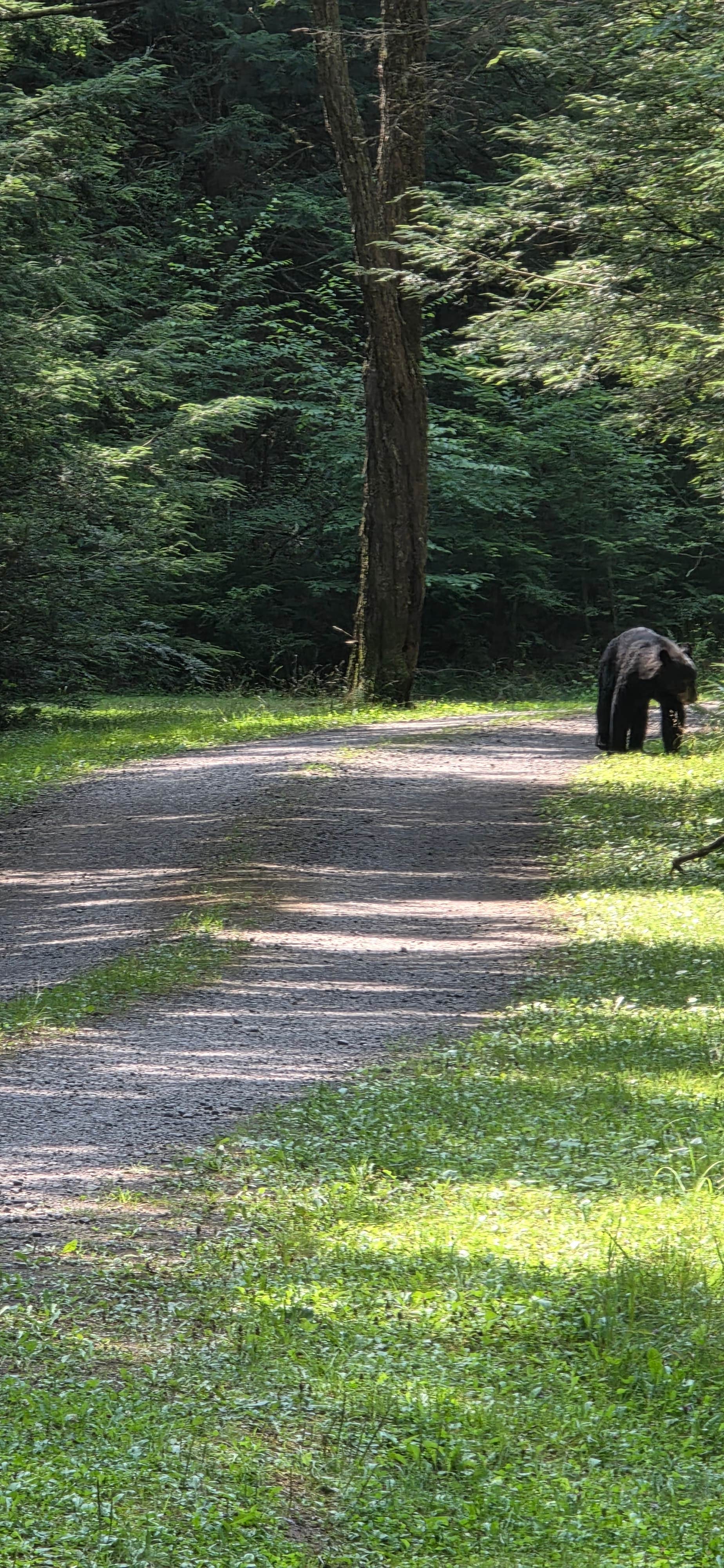 Camper-submitted photo at Thornhurst Tract Roadside Campsites — Pinchot State Forest near Wilkes-Barre, PA
