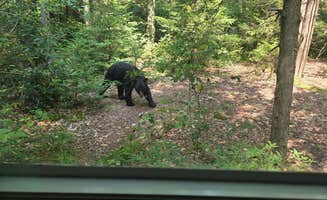 Mike P.'s photo of camping with pets at Thornhurst Tract Roadside Campsites — Pinchot State Forest near Sweet Valley, PA