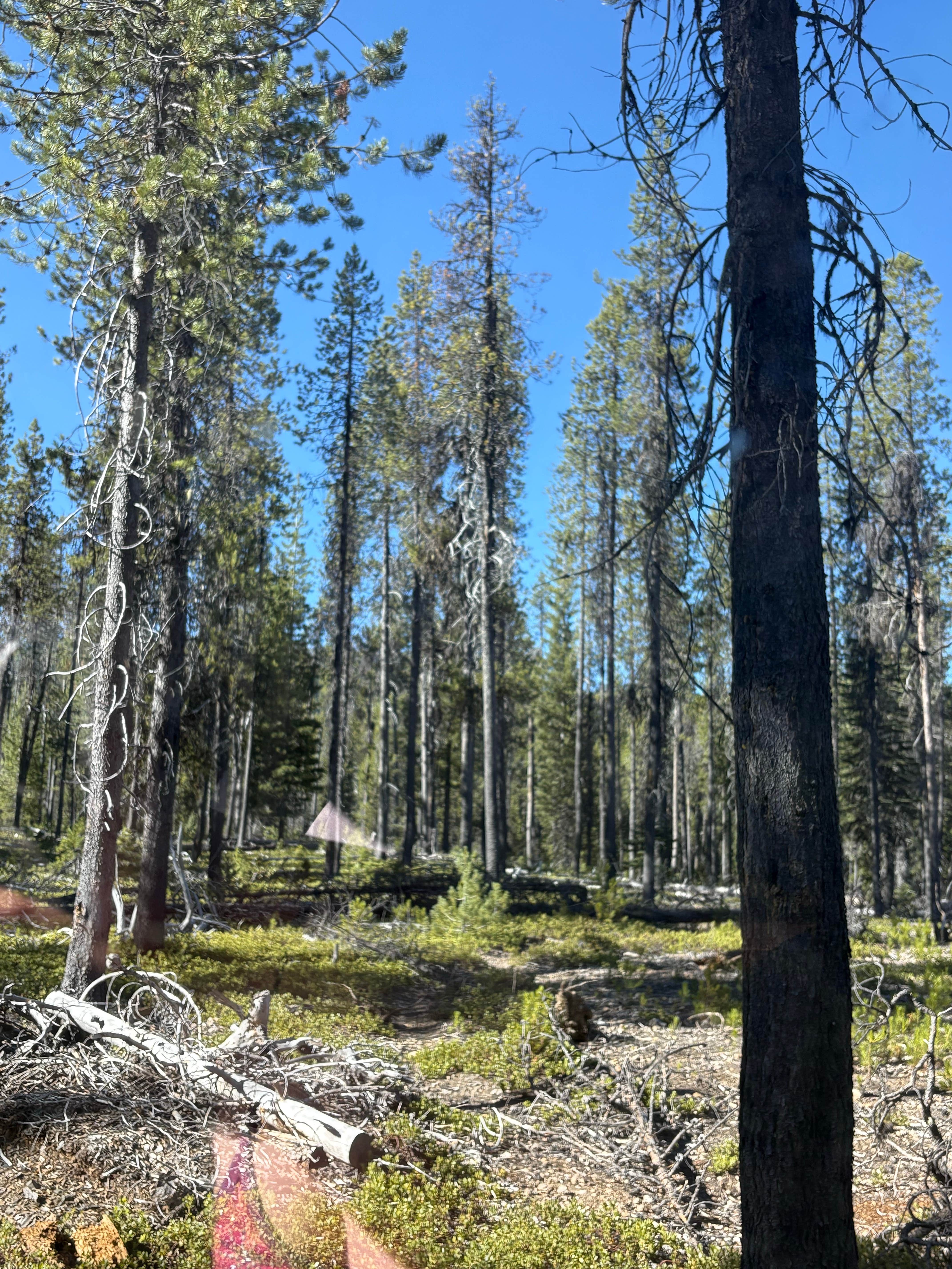 Camping near Huckleberry Mountain Campground: Thousand Springs, Crater Lake, Oregon