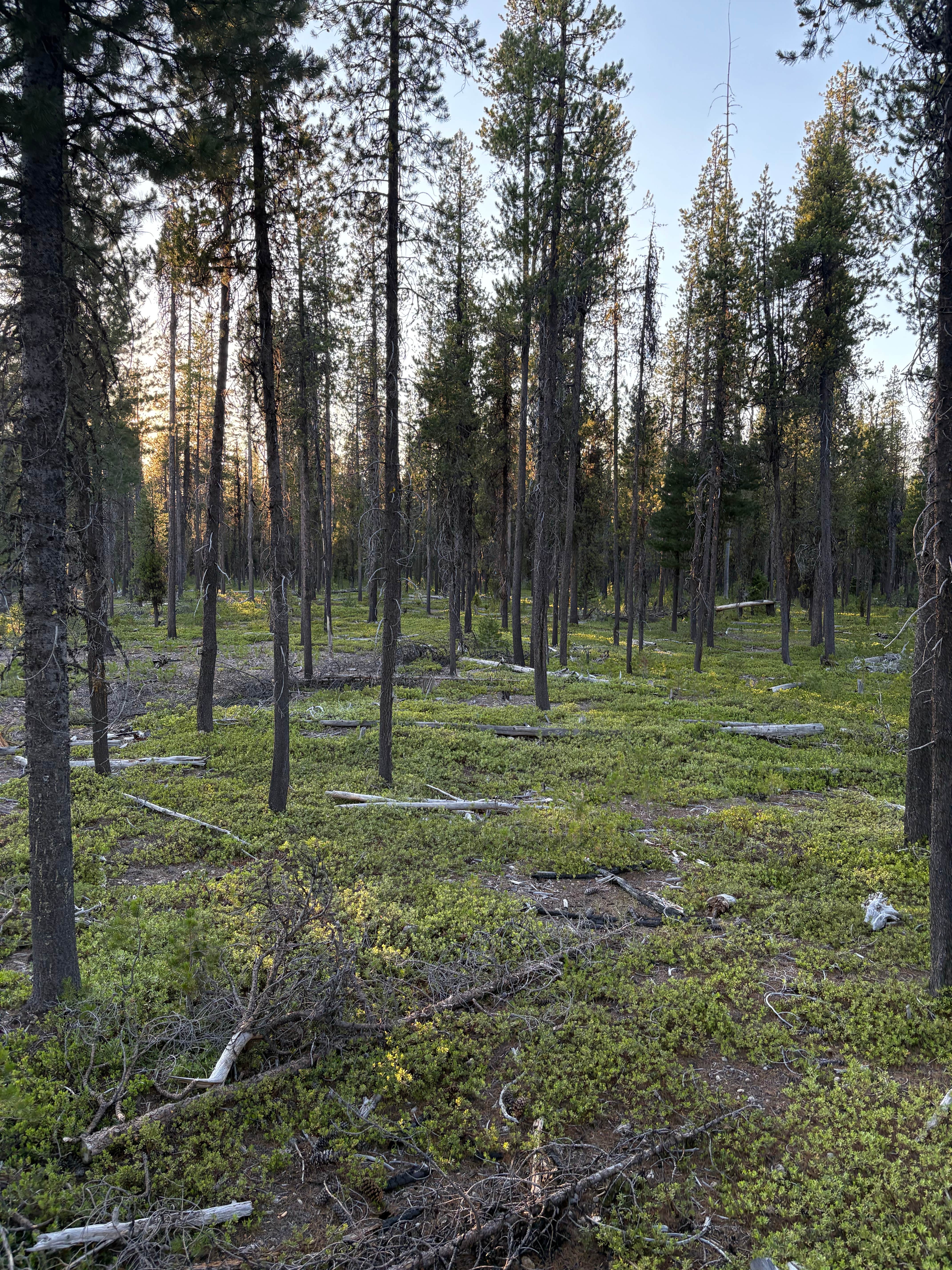 Camper-submitted photo at Thousand Springs near Tiller, OR