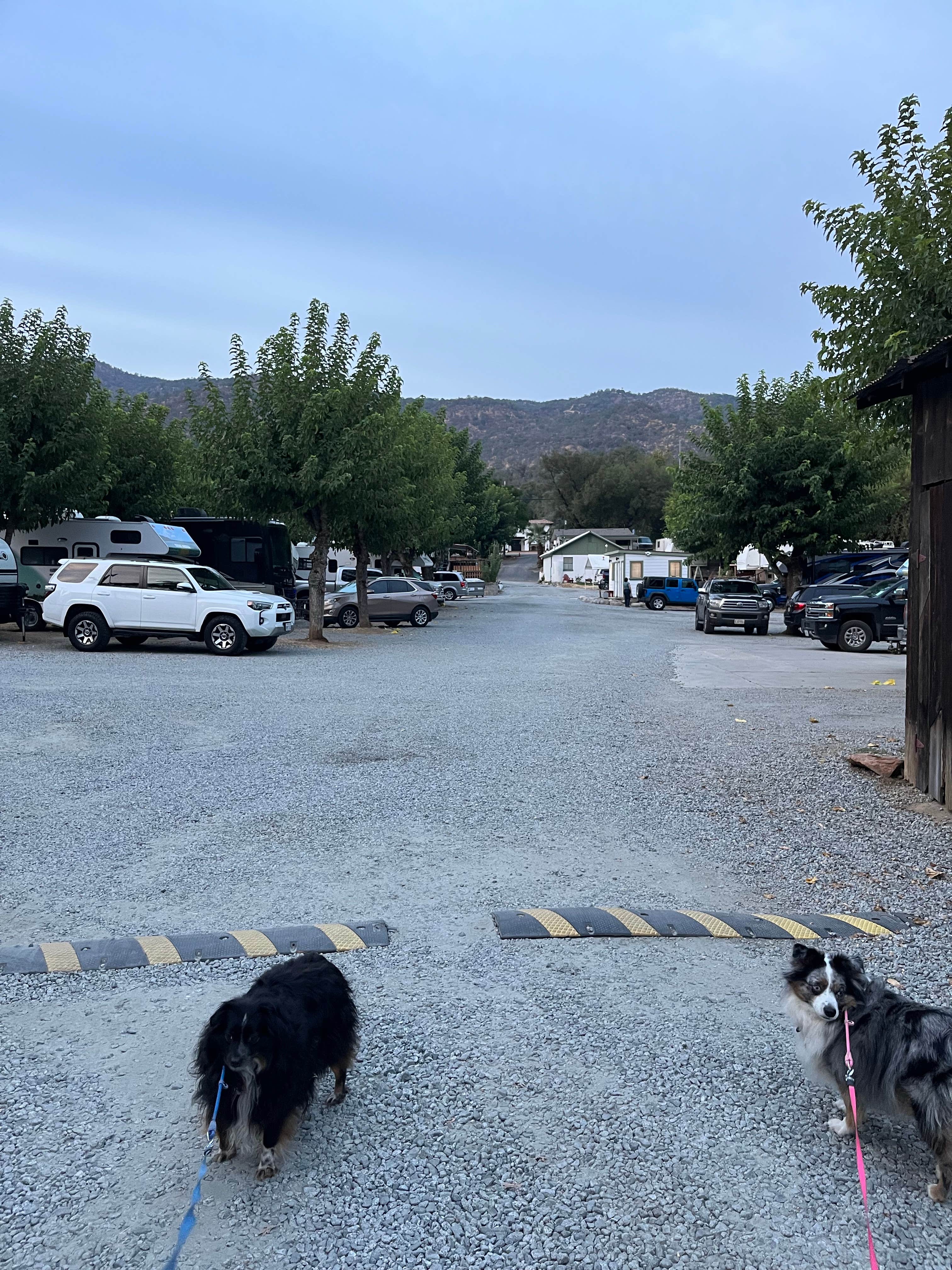 andrew's photo of camping with pets at Three Rivers Hideaway near Kaweah Lake