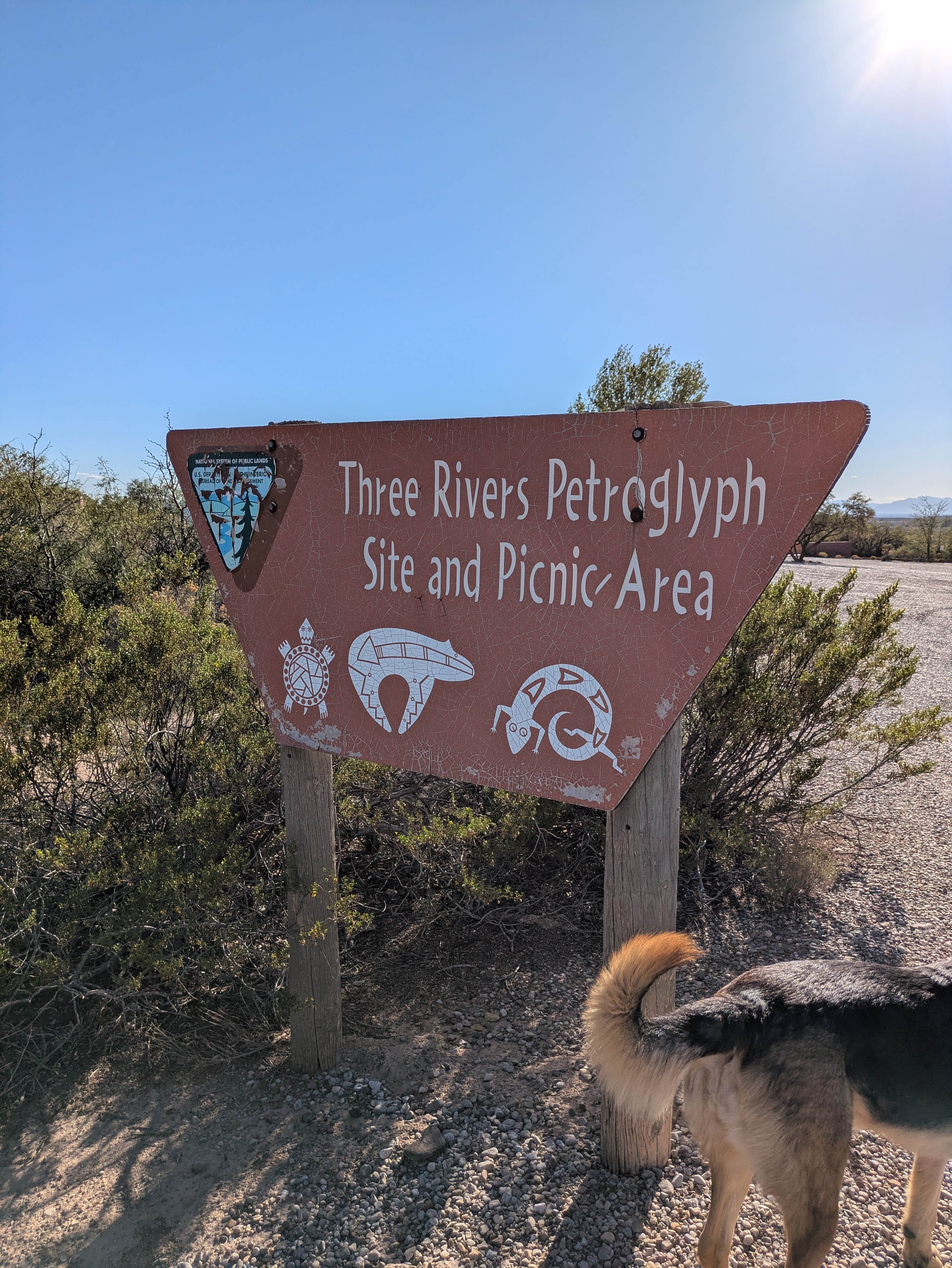 Haley S.'s photo of camping with pets at Three Rivers Petroglyph Site near Ruidoso, NM