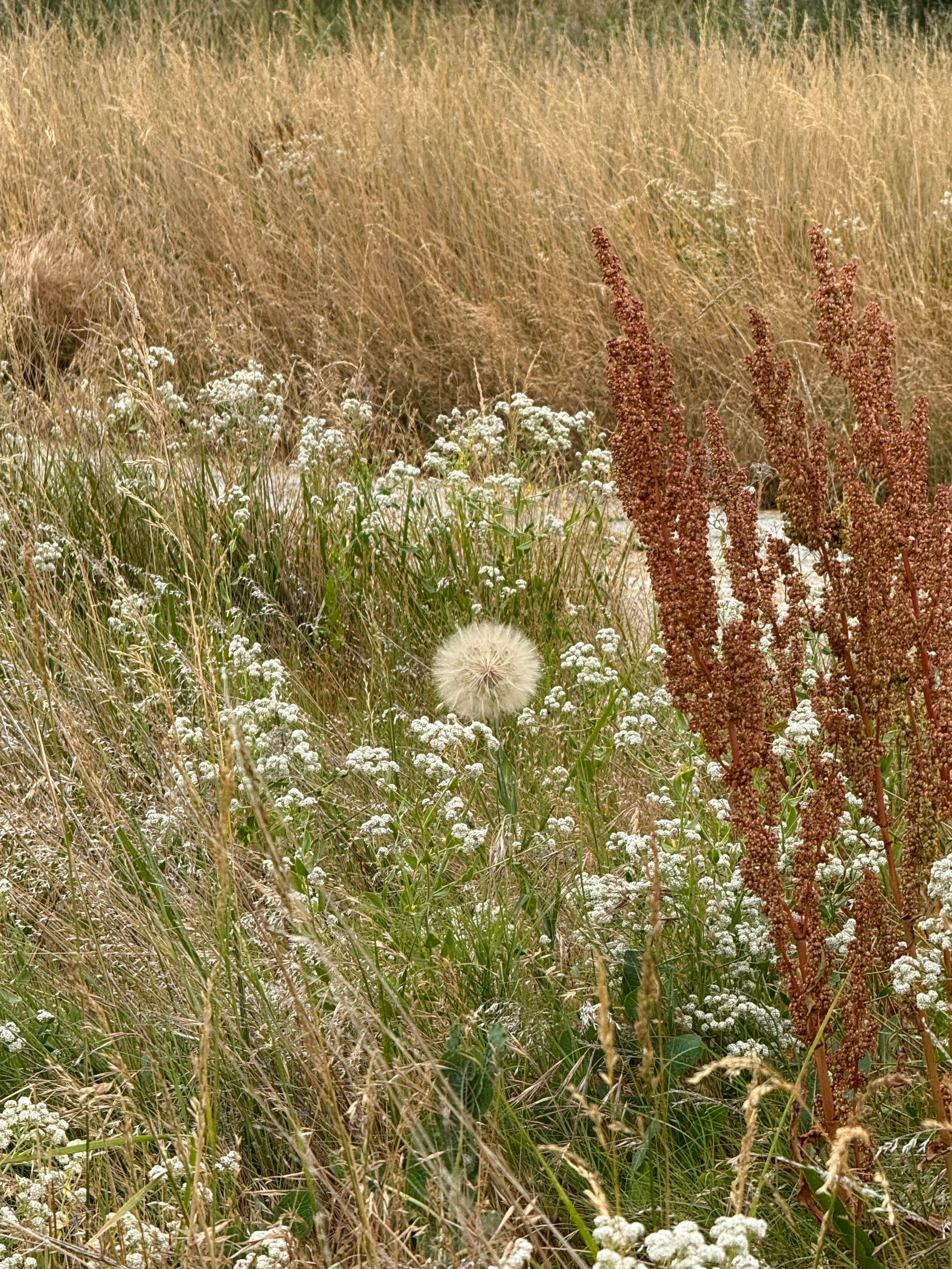 Camper-submitted photo at Threemile Canyon Park near Mikkalo, OR