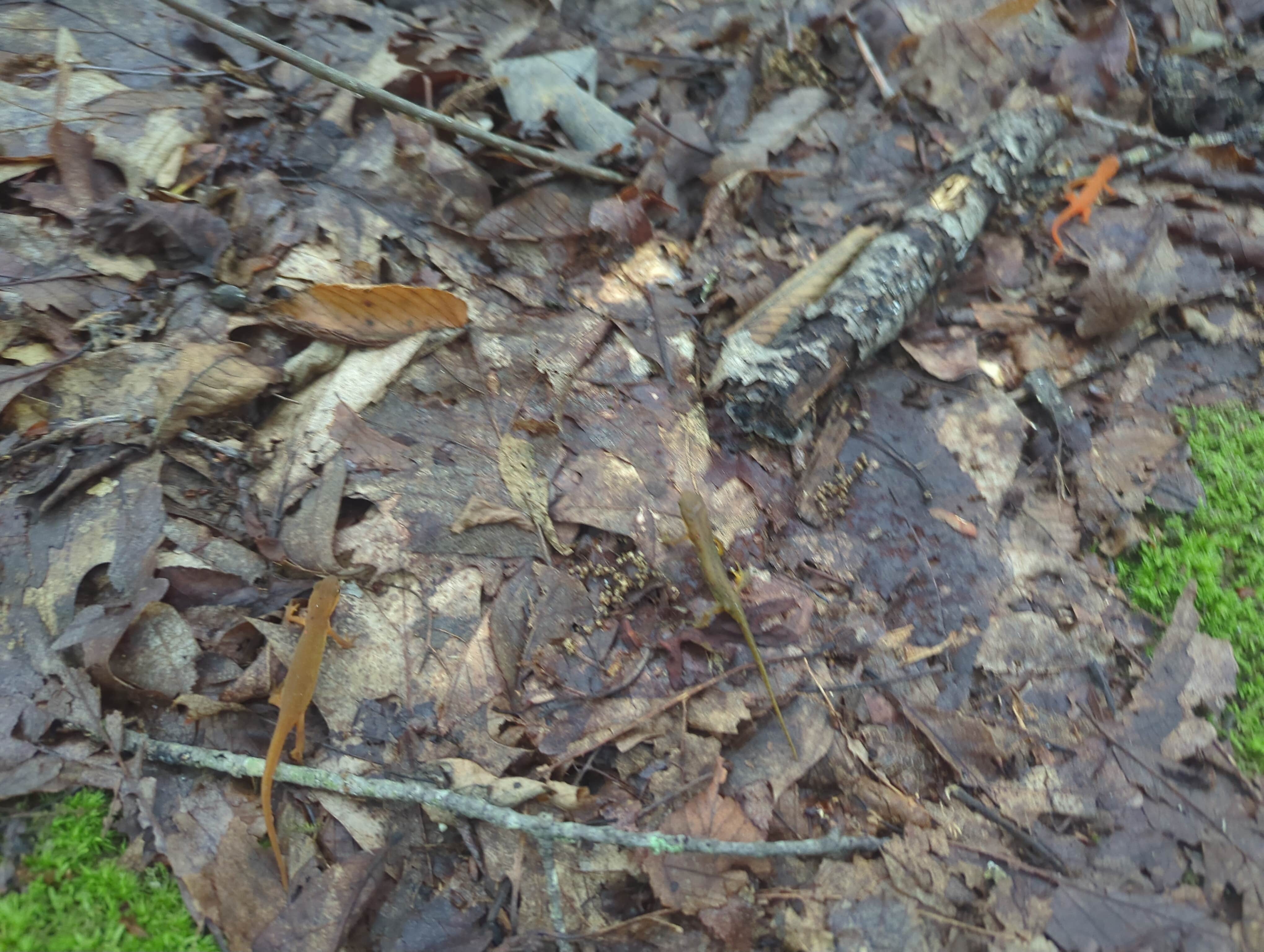 Camper-submitted photo at Thunder Swamp Trailhead near Tobyhanna, PA
